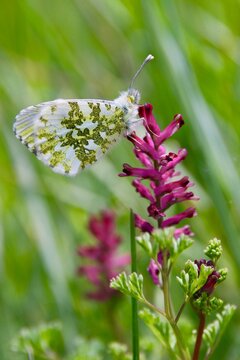 Le Papillon Dans La Prairie