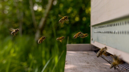 Abeilles butineuses en file indienne se préparant à atterrir dans la ruche