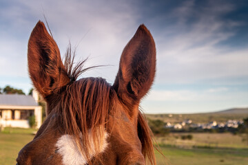close up of horse ears