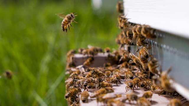 Abeille charg&eacute;e de ollen atterrissant sur un parterre d'abeille 
