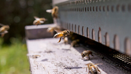 Abeille de retour de butinage 