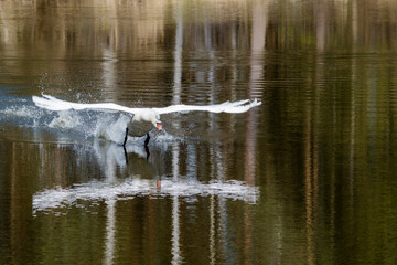 Schwan aggressiv