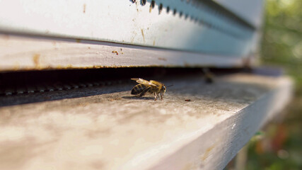 Gardienne solitaire devant la ruche