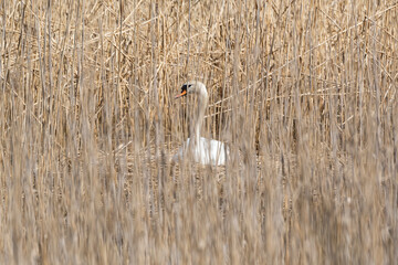 Schwan im Nest