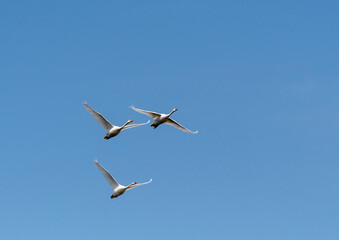 Schwäne Flugbild