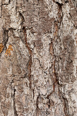 Macro close-up of bark and resin in Pine Forest