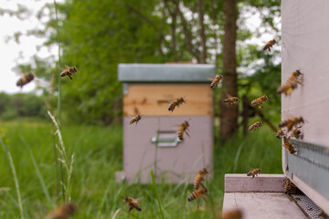 Vol des butineuses arrivant devant la ruche chargées de nectar et de pelotes de pollen