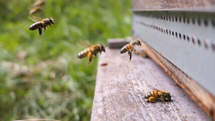 Abeilles butineuses ayant collecté nectar et pollen de retour à la ruche 