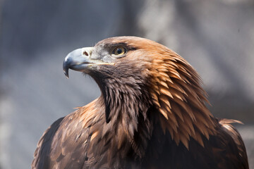 Eagle golden eagle looks menacingly illuminated by the sun sharp beak