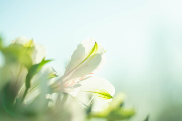 A beautiful nature scene with a white alstroemeria flower in bloom and a blue sky in early spring. Delicate pink and white flower head in the sunlight, close-up. Spring flower blooming banner.