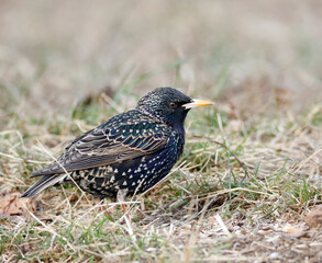 Starling