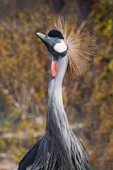 Fototapeta premium Curiously Pulls Neck Up Crowned African Beauty Gold Red Blue Black Crowned Crane