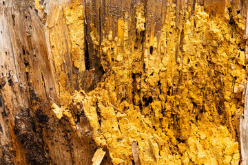 Macro close-up of rotten pine log stump