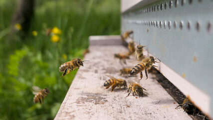 Abeille avec pollen volant jusqu'à la ruche