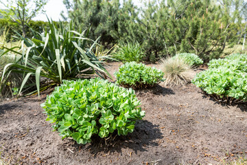 Beautilful ornamental garden with young green sedum spectabile, snowy stonecrop or ice plant (Hylotelephium spectabile) growing in flowerbed. Home backyard botanical decoration and gardening concept