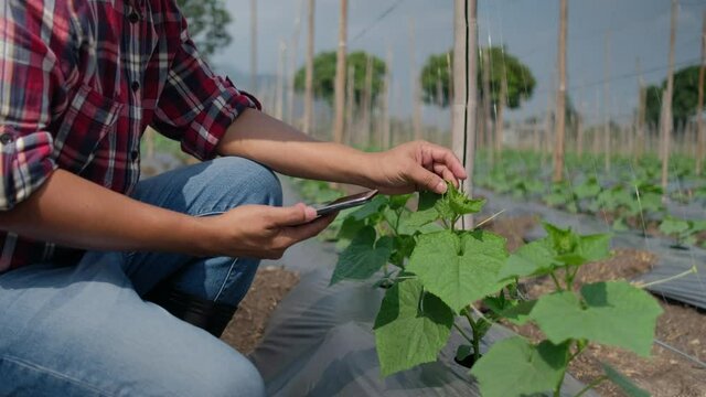 Farmer typing on smartphone in Cucumber garden. Close up of man hand using smartphone in farm. Agriculture technology