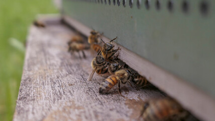 trio de gardiennes à l'entrée de la ruche