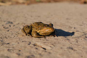 frog lounging in the spring sun