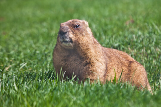 Fat funny and disgruntled bobak marmot on a background of bright green