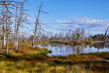 Swamps in Cenas, Latvia in the end of summer