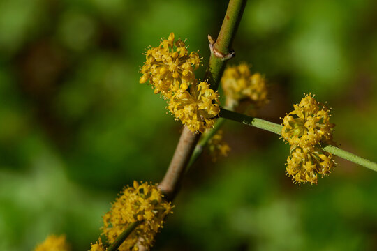  Bl&uuml;ten der Kornelkirsche (Cornus mas)
