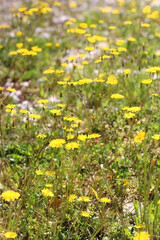 Obraz premium Yellow dandelions growing in a field. Selective focus.
