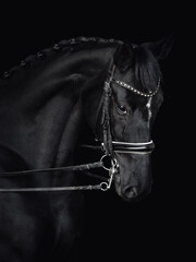 closeup portrait of beautiful black dressage mare horse in double bridle isolated on black...