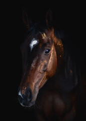 art portrait of beautiful purebred dark bay mare with white spot on  forehead with golden powder on fur isolated on black background