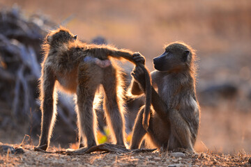 A baboon grooming another one's tail in the light of dawn, Kruger National Park, South Africa