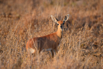 Naklejka na ściany i meble A steenbok (Raphicerus campestris) at dawn near a secondary dirt road at Kruger National Park, South Africa. 