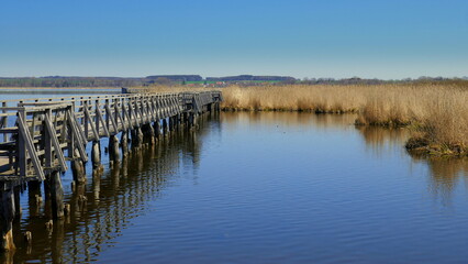 Naklejka premium romantischer Holzsteg führt über Federsee vorbei an Schilfgürtel im Naturschutzgebiet unter blauem Himmel