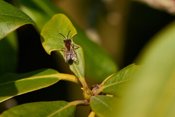 Sandbienen Männchen beim Sonnenbad im Frühjahr