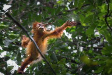 Baby Orangutan in wild nature reaching with hand to the light and tree in Sumatra jungle forest