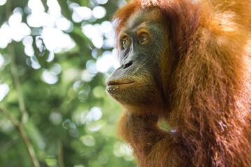 Big adult Orangutan in the trees in wild nature looking front and thinking in Sumatra jungle forest, Bukit Lawang, Indonesia