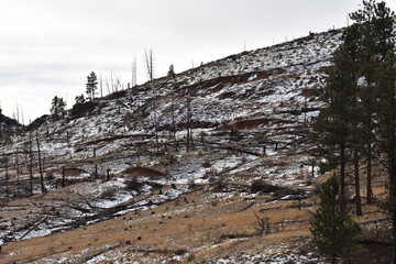 Fototapeta na wymiar Burnt Hillside Colorado