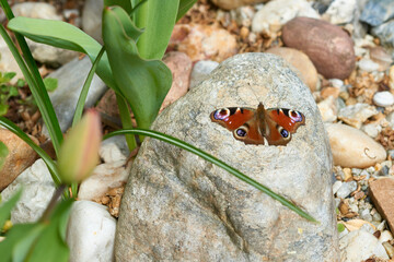 Tagpfauenauge beim Sonnenbad im Frühjahr	
