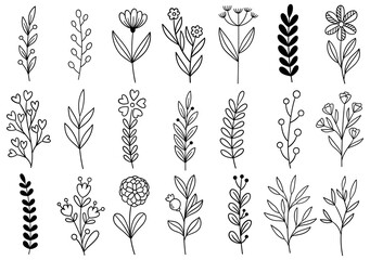 collection forest fern eucalyptus art foliage natural leaves herbs in line style. Decorative beauty elegant illustration for design hand drawn flower