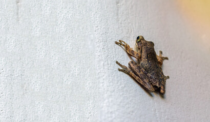 A frog perched on a white wall
