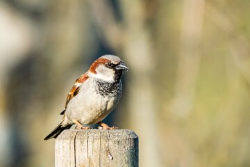 portrait of house sparrow perched on a wooden pole
