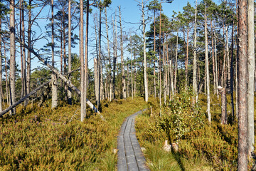 Wooden footbridge in swamps in the end of summer