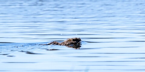 portrait of coypu on a lake