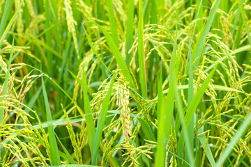 Fototapeta na wymiar Paddy field and ear of rice near harvest