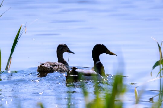 view of mallard duck on a lake