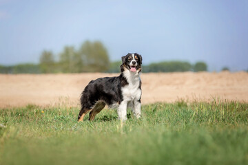 Australian shepherd dog outdoor
