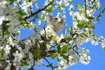A grey cat of the British lop-ear (scottish-fold) breed stands on a flowering plum tree and looks into the sky. Pet. The spring theme.