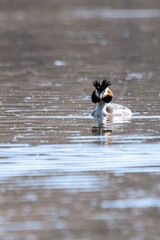 Great crested grebe on a lake