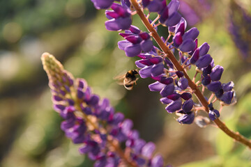 Pollination. Bee flies and collects nectar from a purple lupine. Beautiful picture with blurred background.