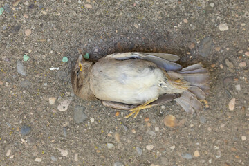 A dead specimen of Passer domesticus, or house sparrow. It is one of the usual birds in rural and urban environments, but its population is in decline, and its existence is threatened. Aragon, Spain.