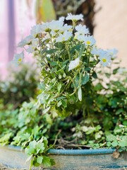 White flowers blooming in spring.