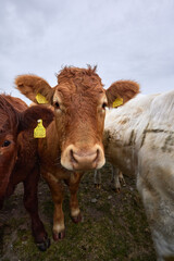 portrait of friesian brown cow with copy space for advertising